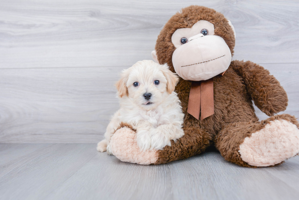 Smart Maltipoo Poodle Mix Pup