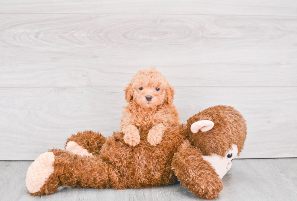 Fluffy Mini Goldendoodle Poodle Mix Pup