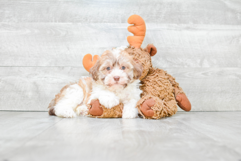 Popular Havanese Purebred Pup