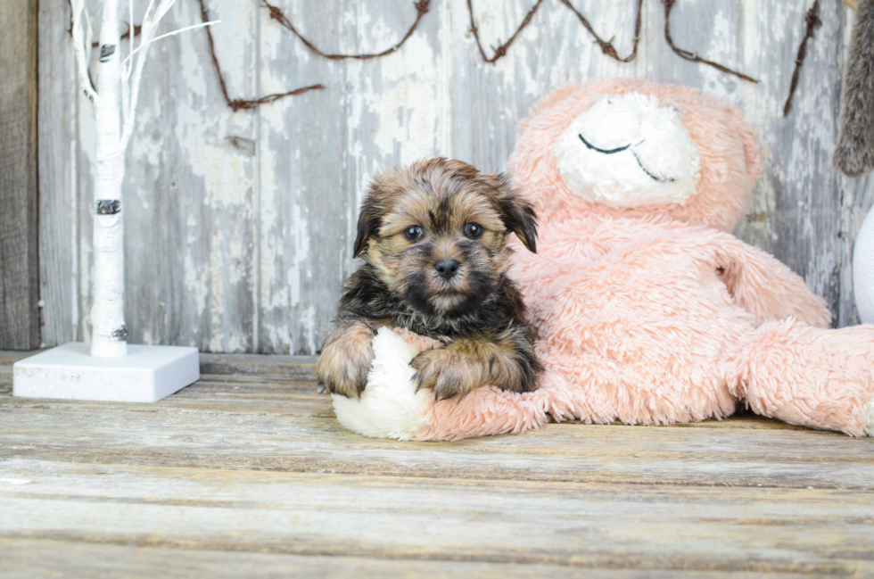 Small Shorkie Baby