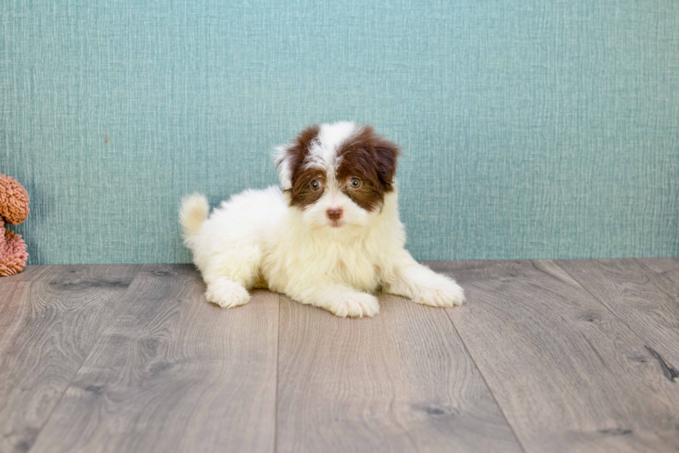 Havanese Pup Being Cute