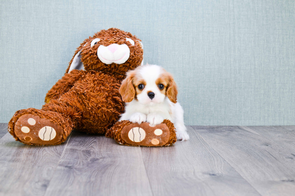 Cavalier King Charles Spaniel Pup Being Cute