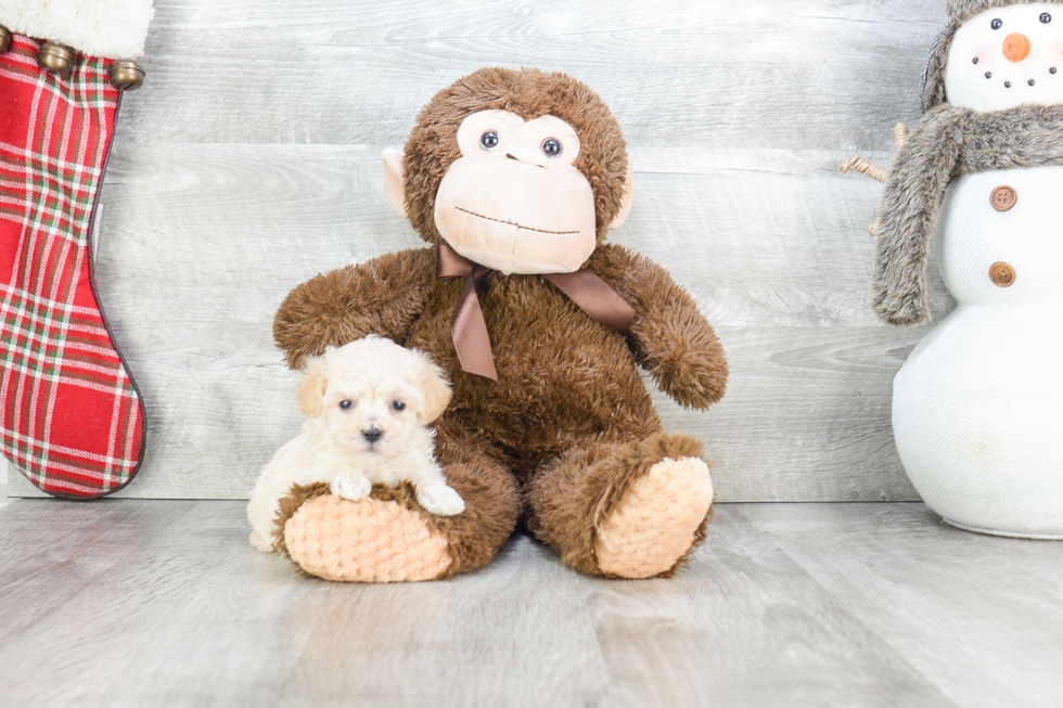 Smart Maltipoo Poodle Mix Pup