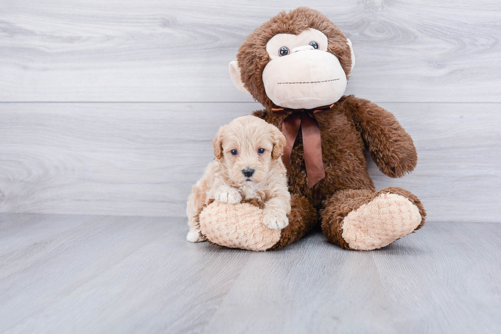 Friendly Maltipoo Baby