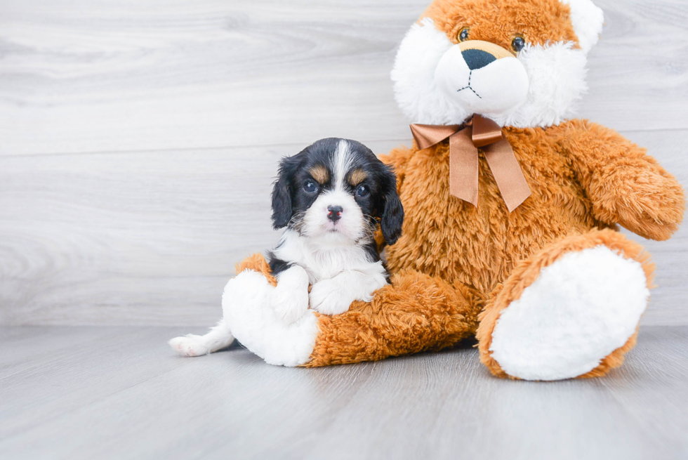 Cavalier King Charles Spaniel Puppy for Adoption