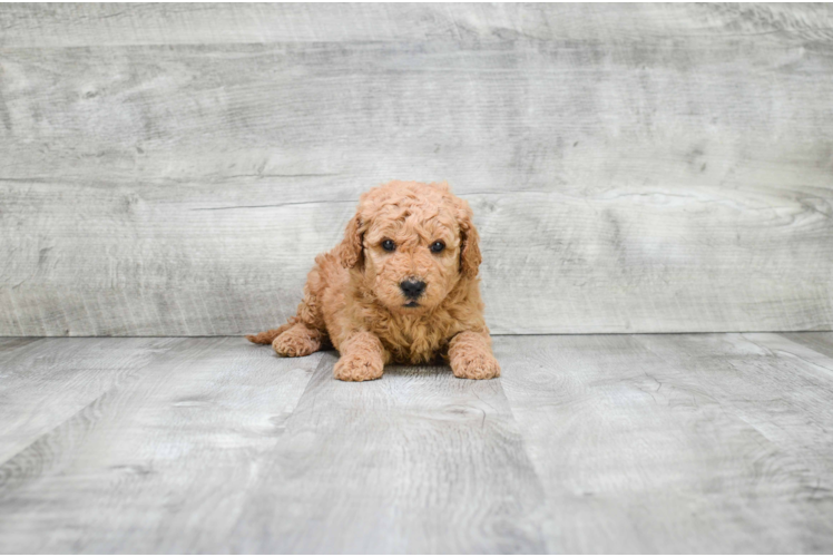 Small Mini Goldendoodle Baby