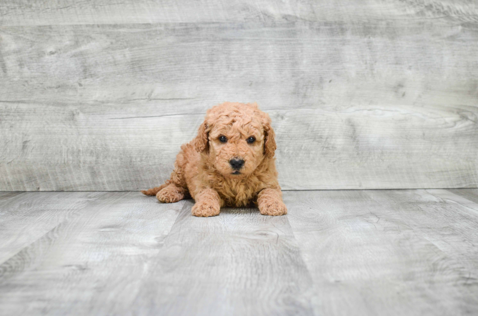 Small Mini Goldendoodle Baby