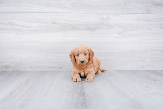 Mini Goldendoodle Puppy for Adoption