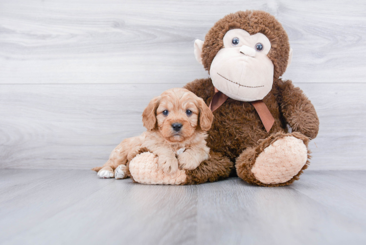 Cavapoo Puppy for Adoption