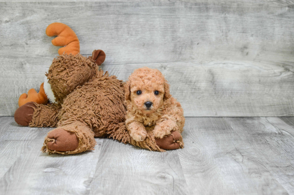 Smart Pudle Purebred Puppy