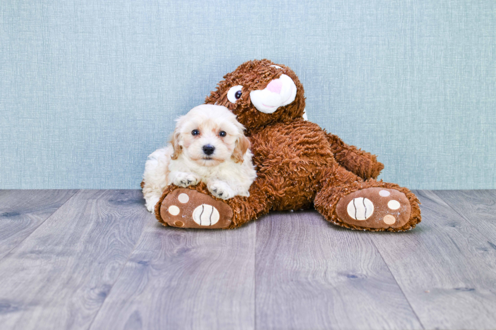 Maltipoo Pup Being Cute