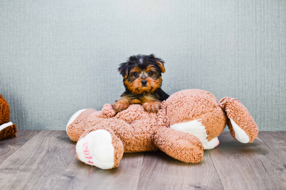 Meet Jeremy - our Yorkshire Terrier Puppy Photo 