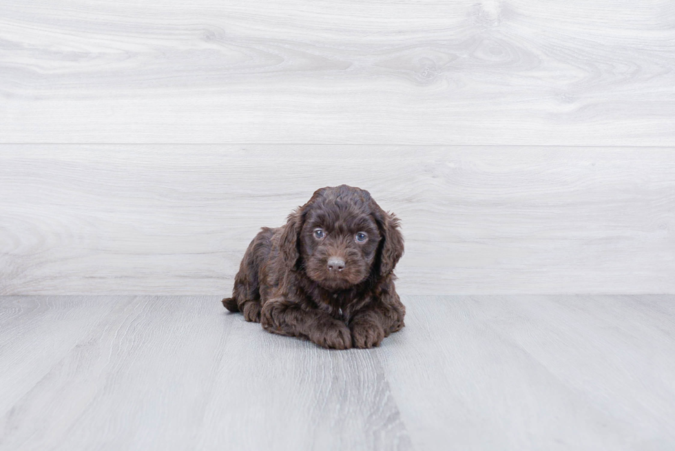 Little Golden Retriever Poodle Mix Puppy