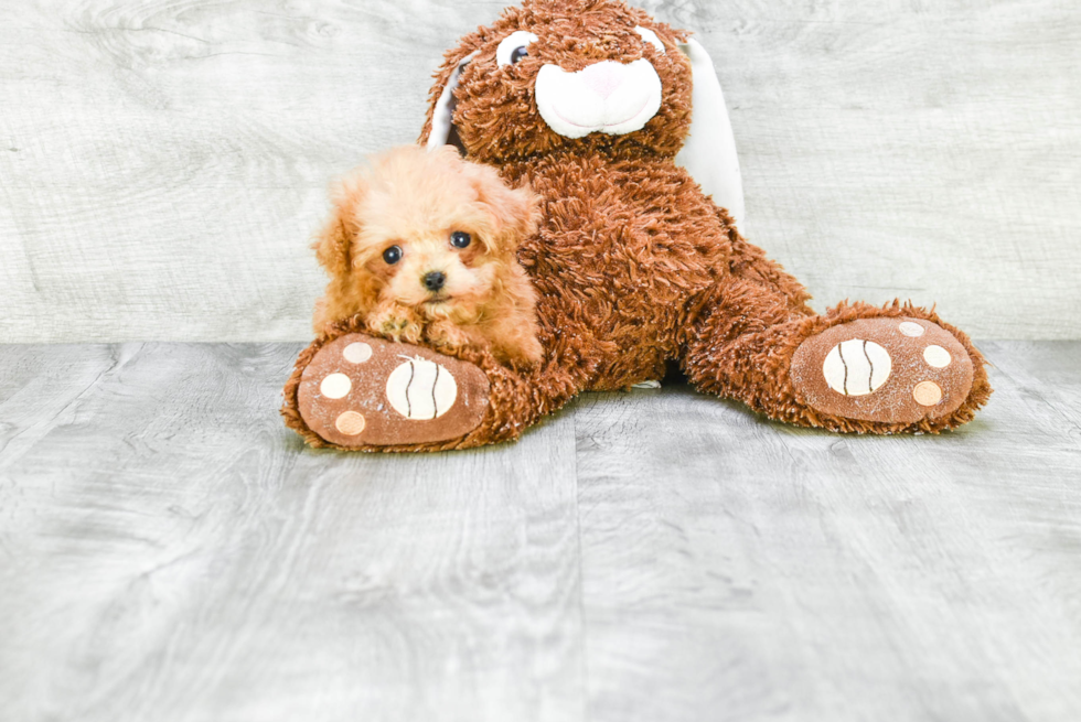 Funny Poodle Baby