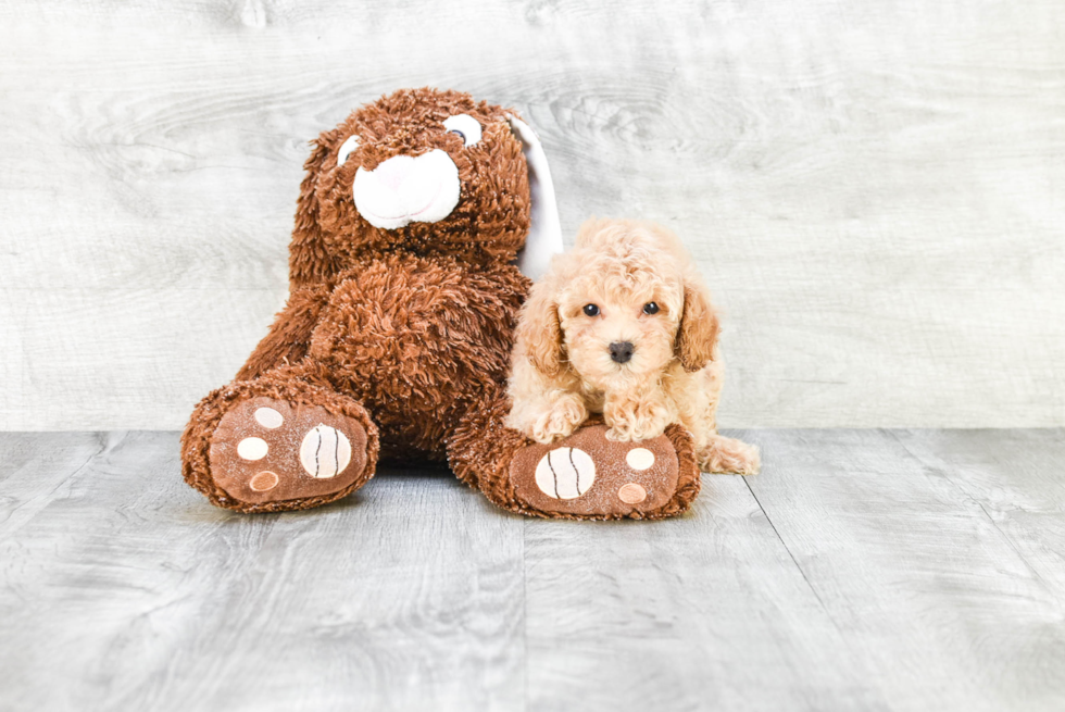 Akc Registered Poodle Purebred Pup