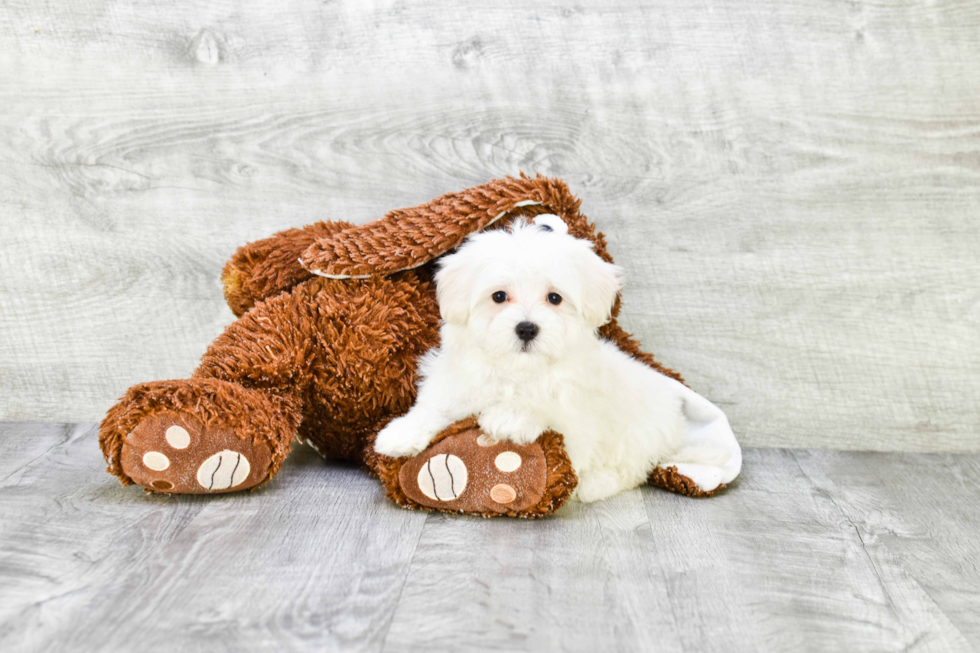 Happy Maltipoo Baby