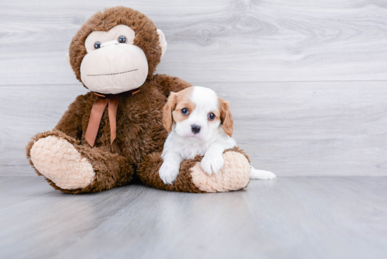 Cavalier King Charles Spaniel Puppy for Adoption