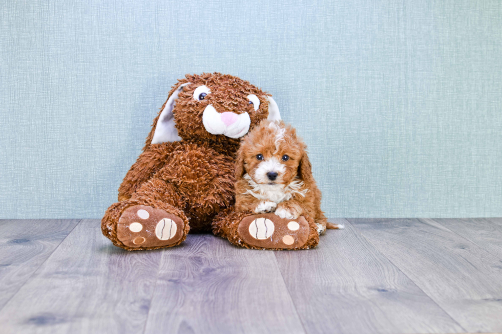 Fluffy Cavapoo Poodle Mix Pup