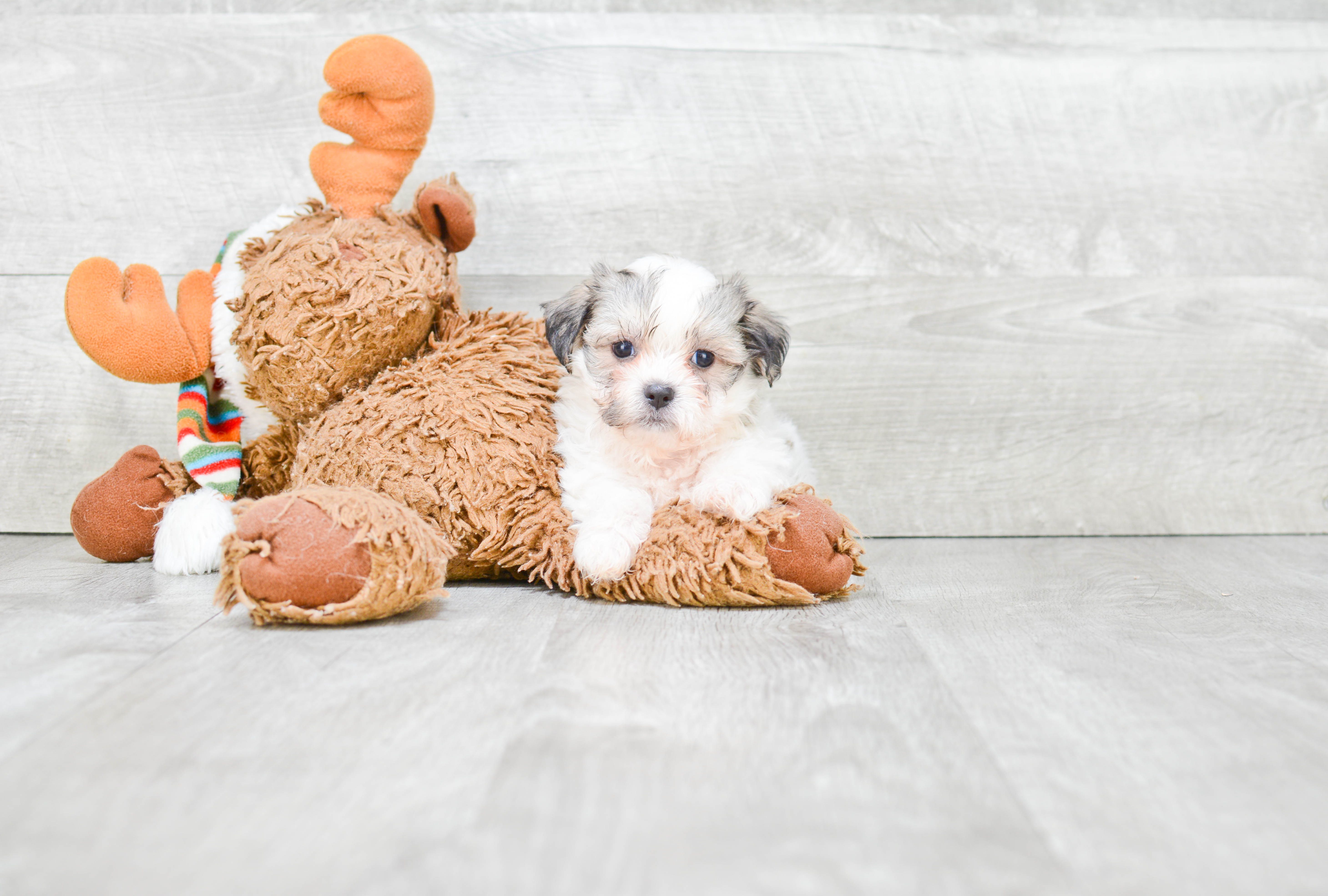 Best Teddy Bear Baby