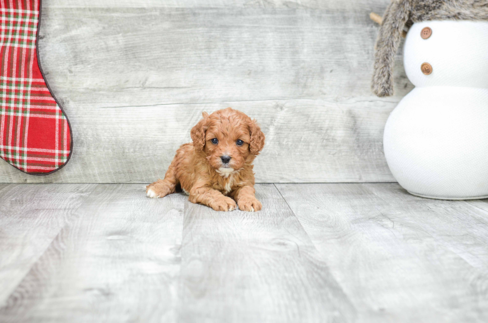 Cavapoo Pup Being Cute