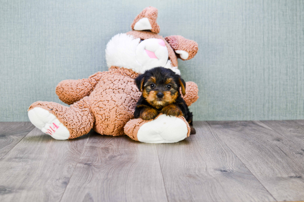 Meet Bella - our Yorkshire Terrier Puppy Photo 