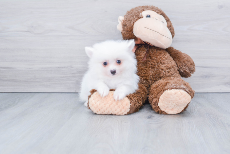 Little Pomeranian Baby