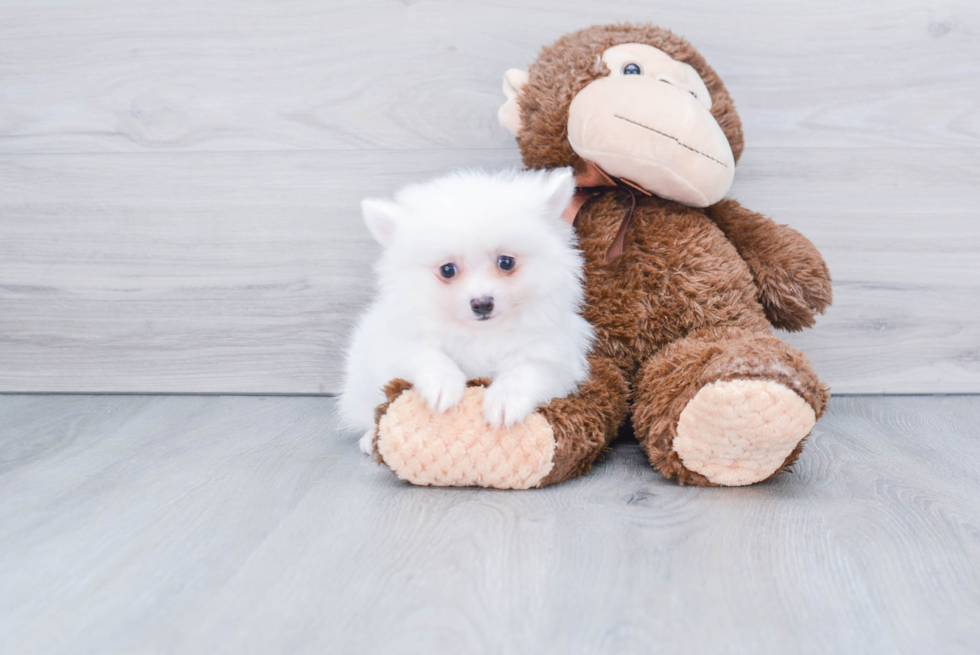 Little Pomeranian Baby