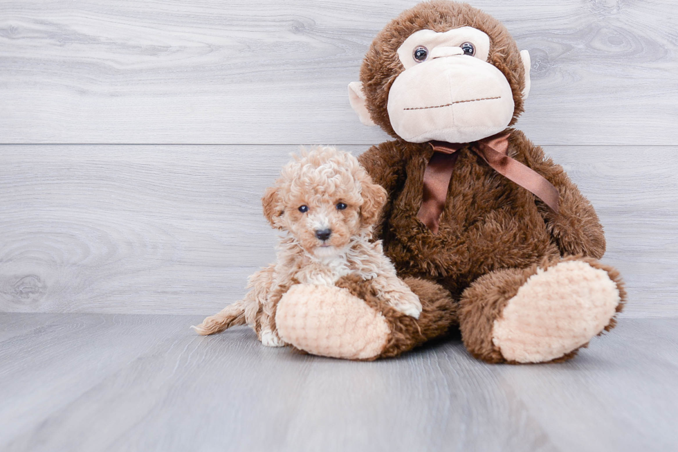 Maltipoo Pup Being Cute