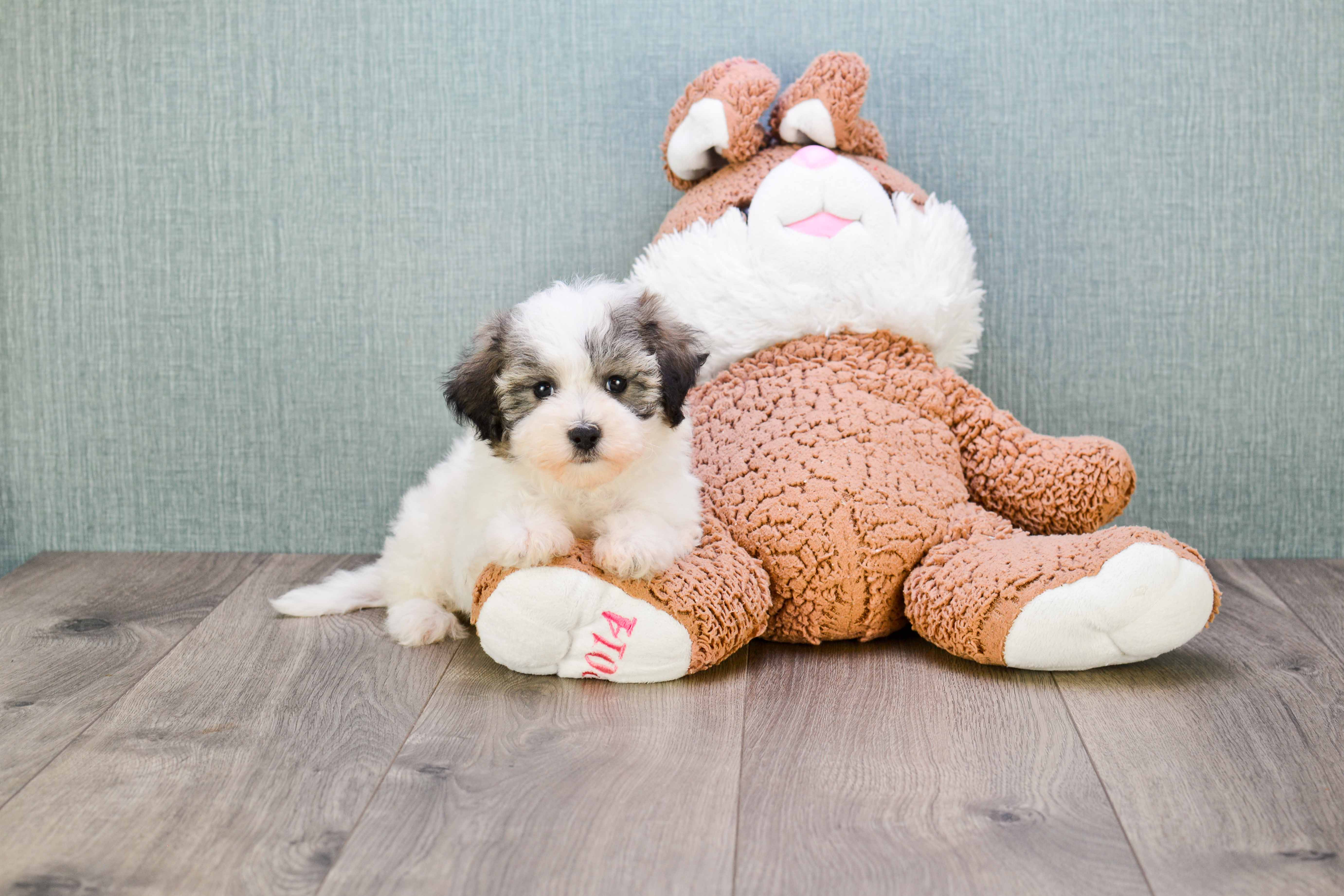 Teddy Bear Pup Being Cute
