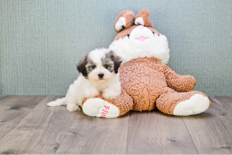 Teddy Bear Pup Being Cute