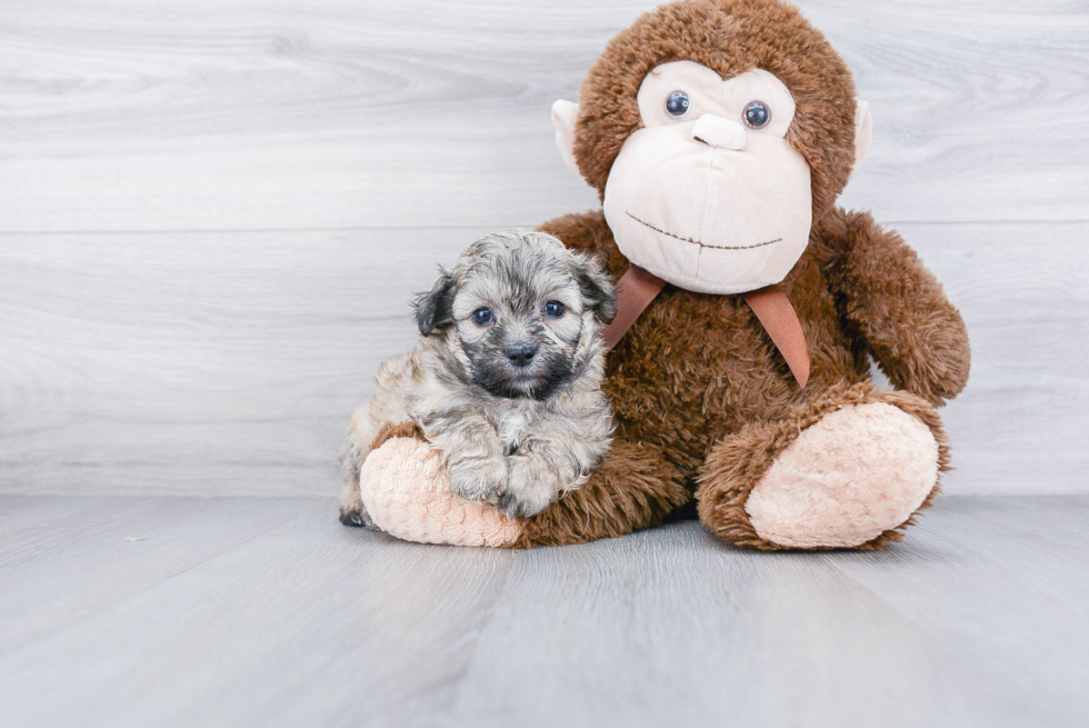 Teddy Bear Pup Being Cute