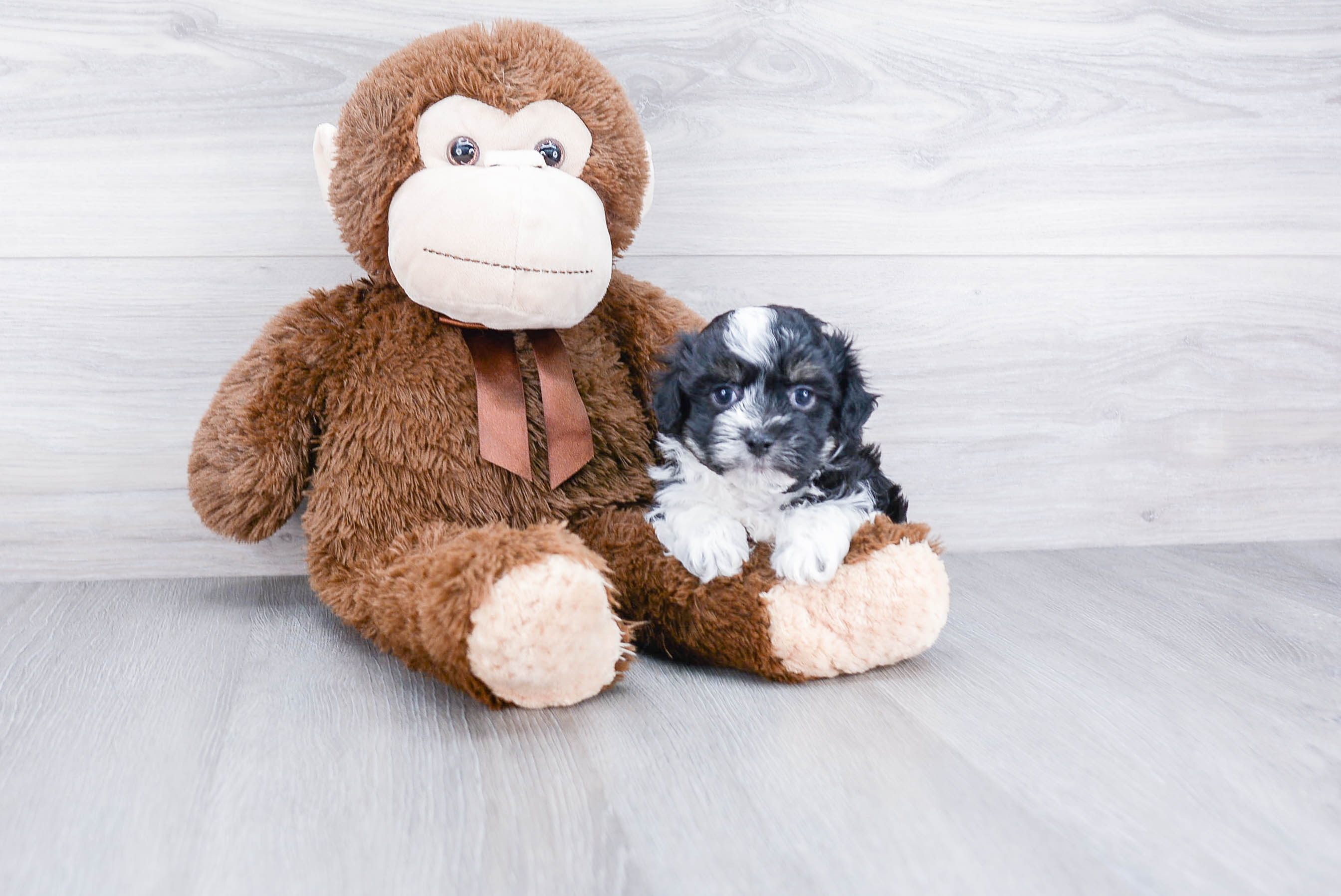 Popular Havanese Baby