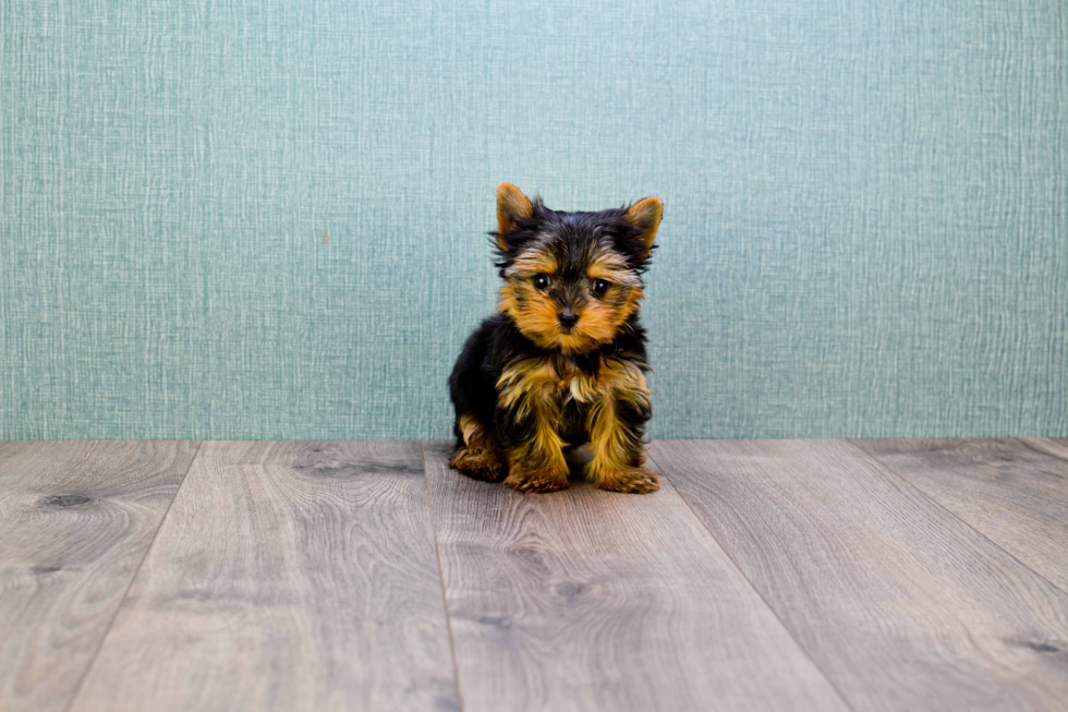 Meet Miss Perfection - our Yorkshire Terrier Puppy Photo 