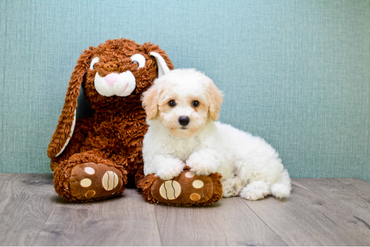 Funny Mini Goldendoodle Poodle Mix Pup