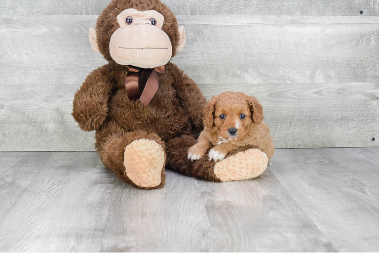 Popular Cavapoo Poodle Mix Pup