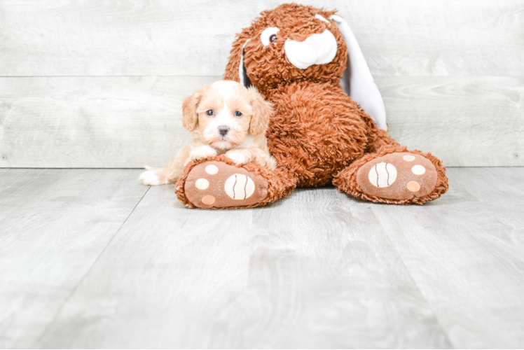 Best Cavapoo Baby