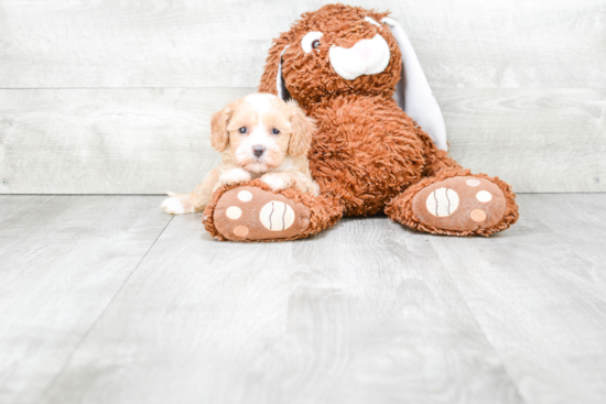 Best Cavapoo Baby