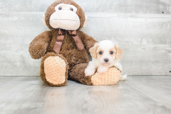 Cavachon Pup Being Cute