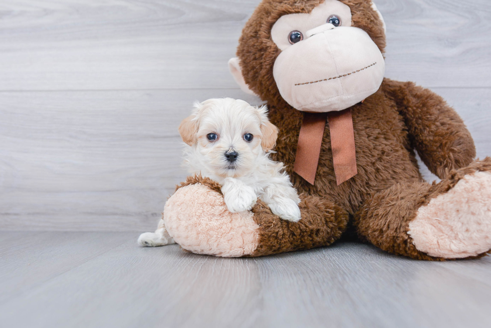 Best Maltipoo Baby