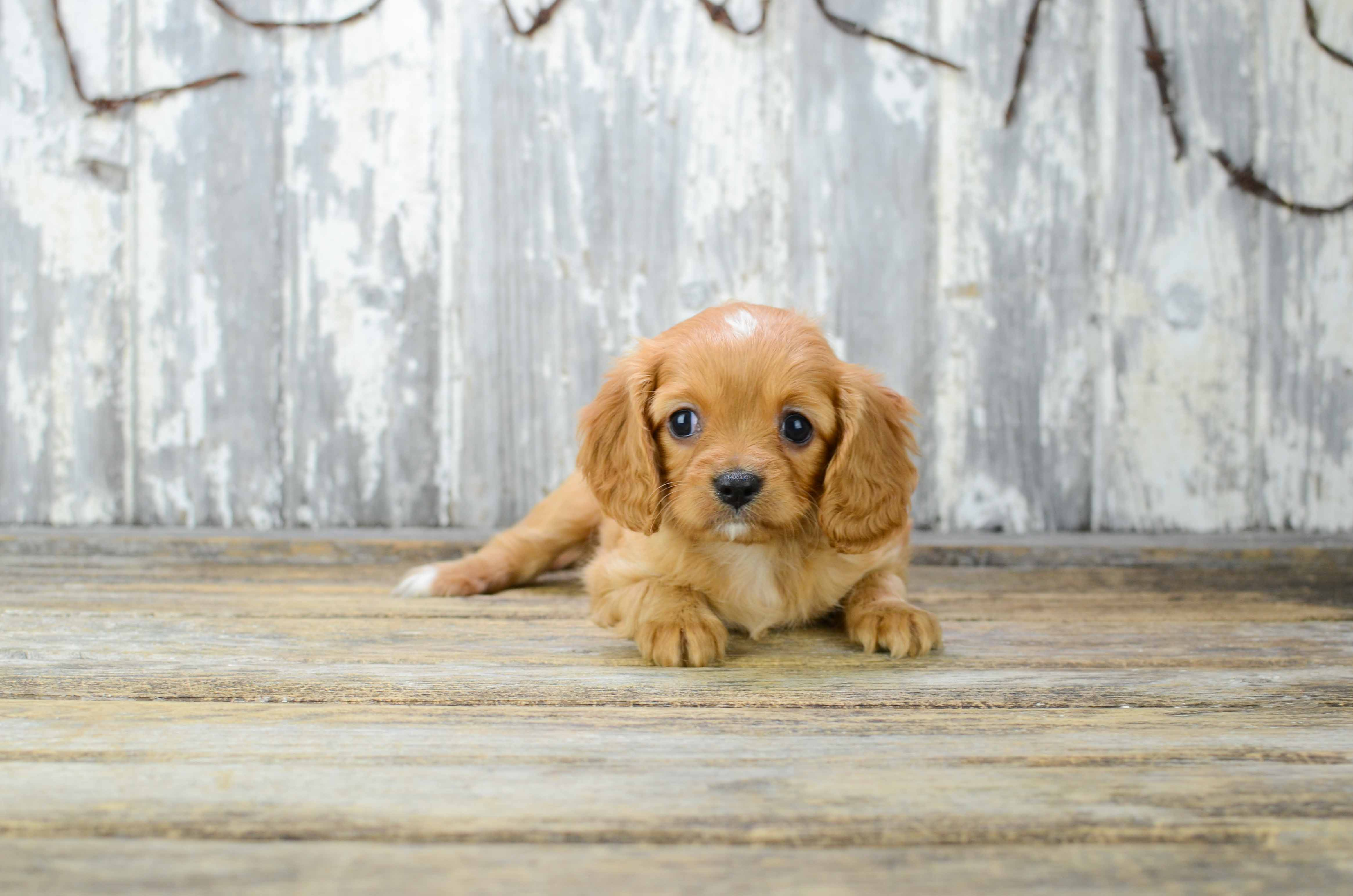 Best Cavalier King Charles Spaniel Baby