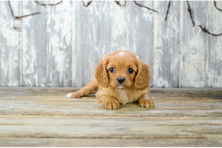 Best Cavalier King Charles Spaniel Baby