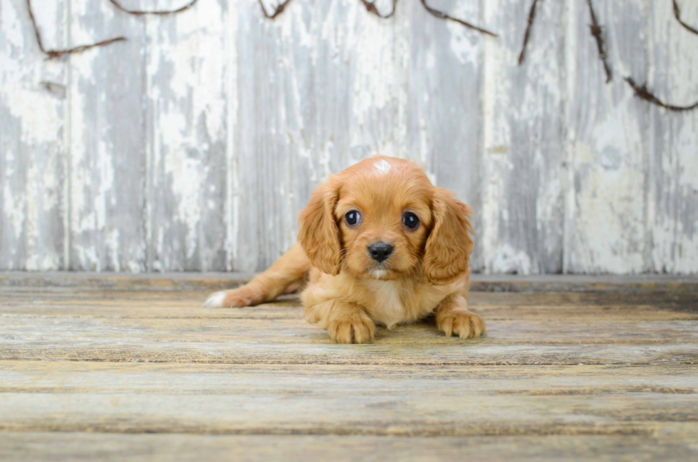 Best Cavalier King Charles Spaniel Baby