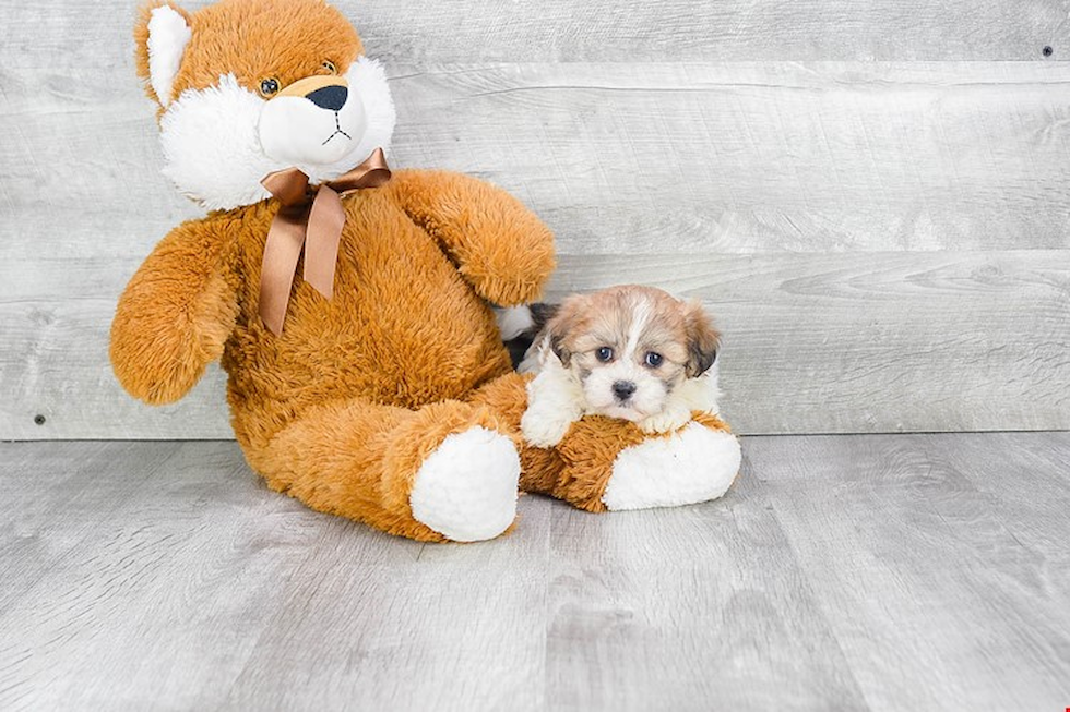 Teddy Bear Puppy for Adoption