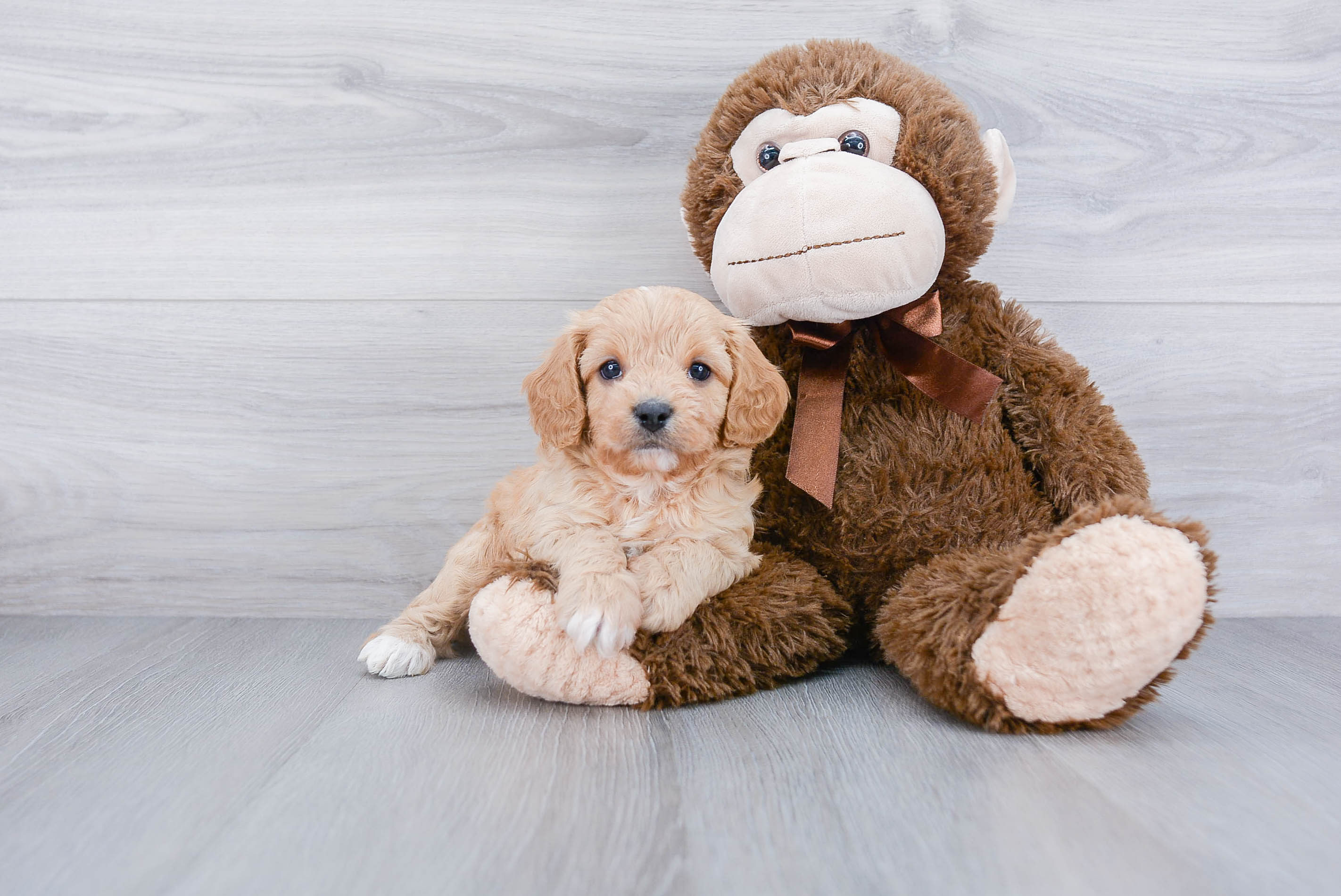 Petite Cavapoo Poodle Mix Pup