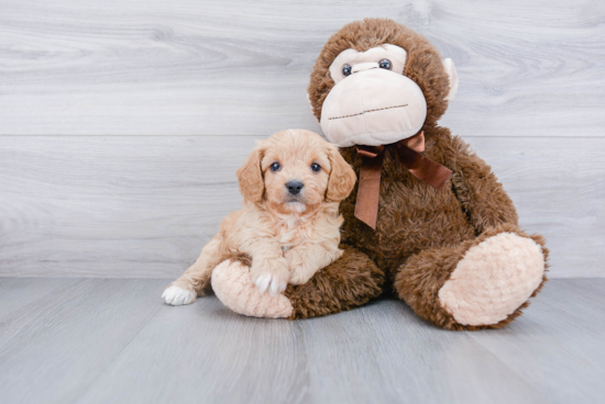 Petite Cavapoo Poodle Mix Pup