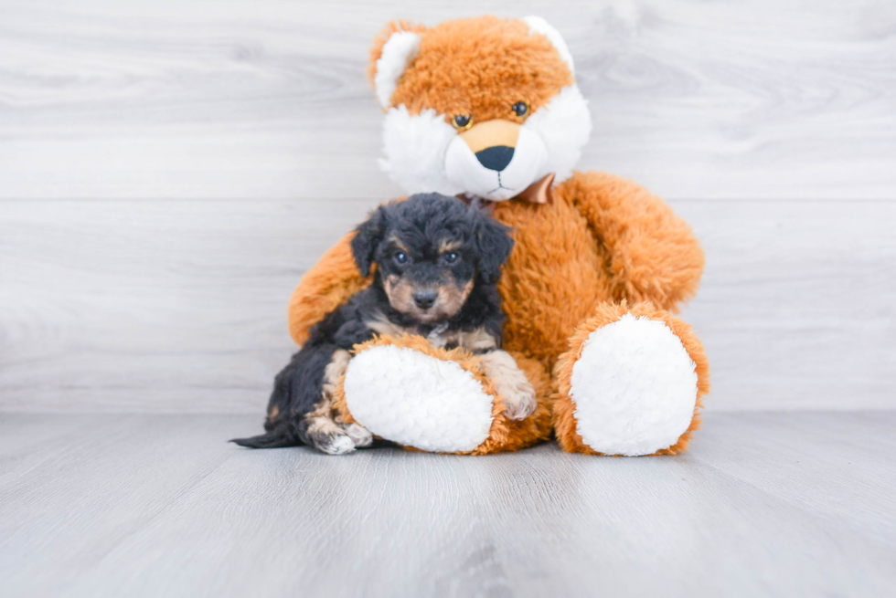 Funny Maltipoo Poodle Mix Pup