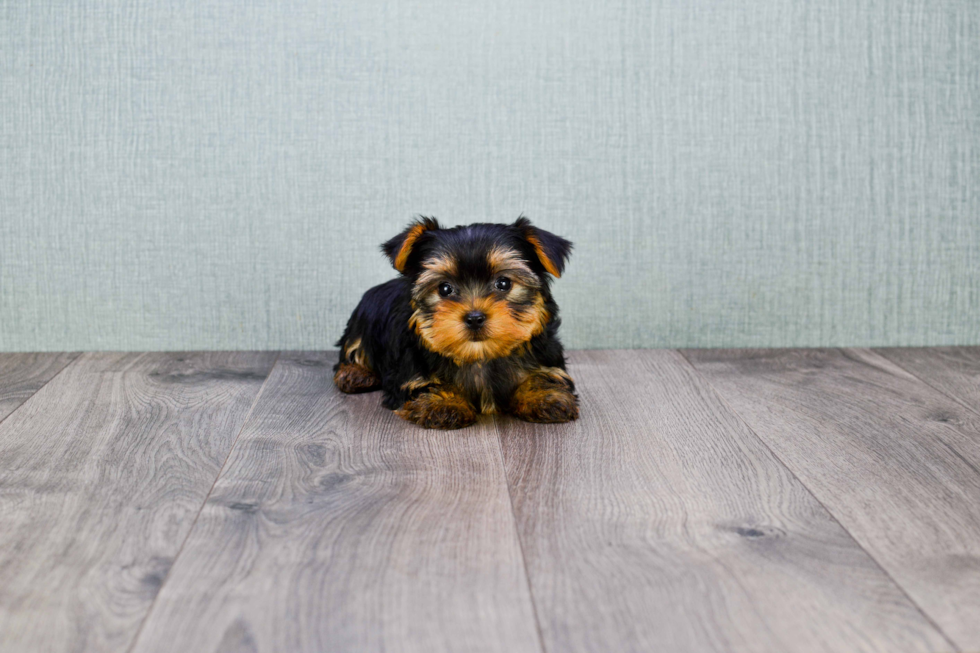 Meet Trigger - our Yorkshire Terrier Puppy Photo 