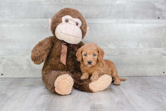 Sweet Mini Goldendoodle Baby