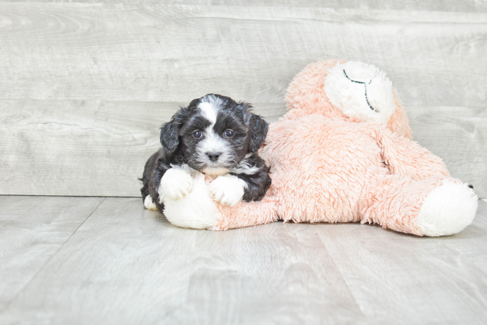 Fluffy Teddy Bear Designer Pup