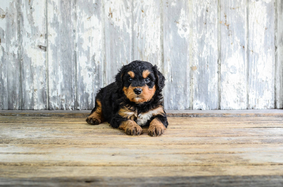 Mini Bernedoodle Pup Being Cute